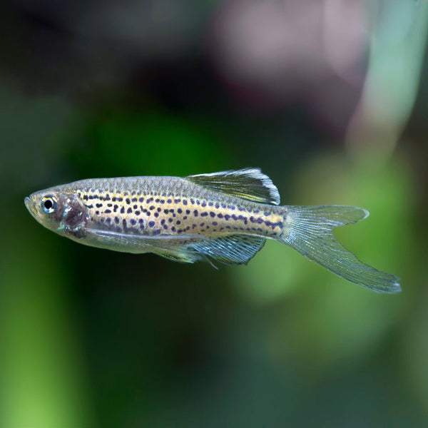 Leopardbärbling - Danio frankei "schleier"