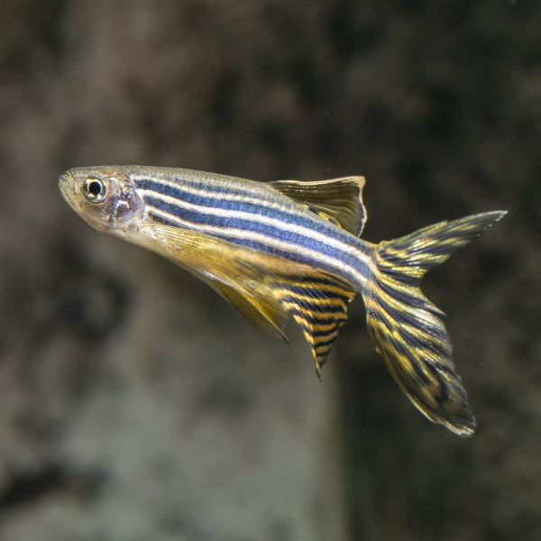 Zebrabärbling - Danio rerio "schleier"