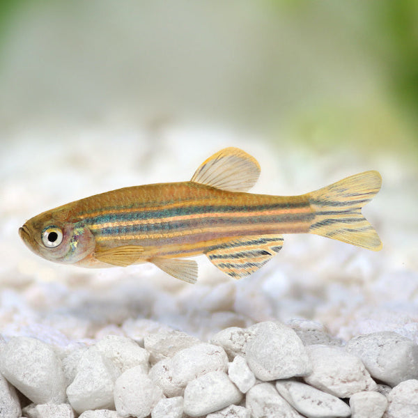 Zebrabärbling - Danio rerio