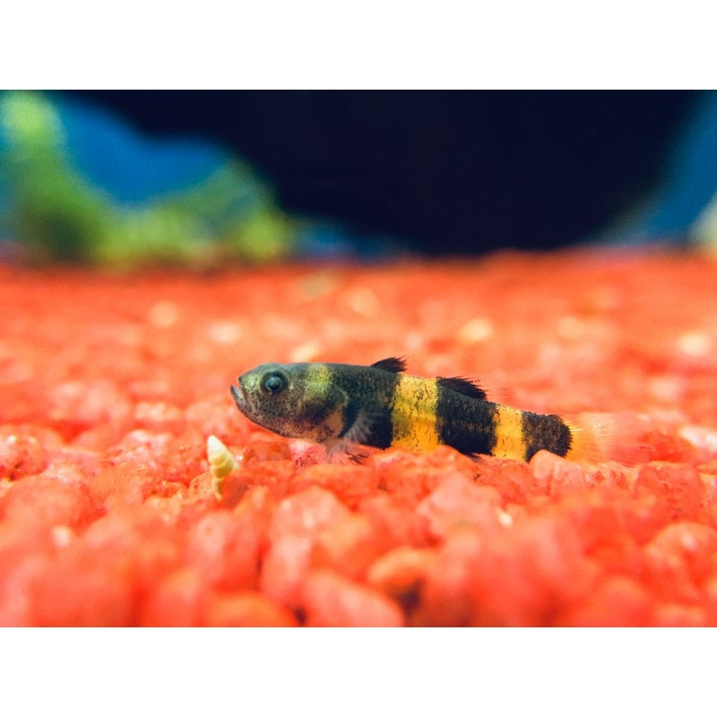 Goldringelgrundel - Brachygobius xanthozona (doriae)