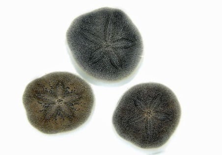 Sand Dollar