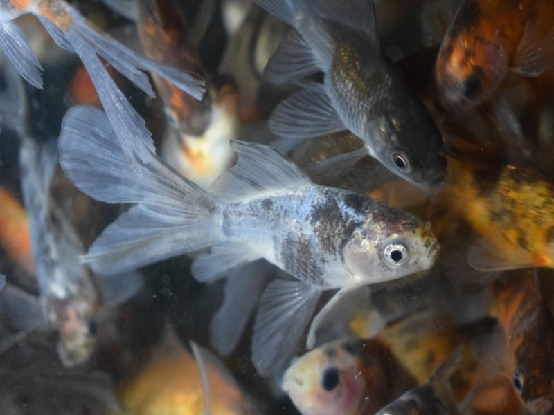Goldfisch "Bristol Shubunkin" - Carassius auratus