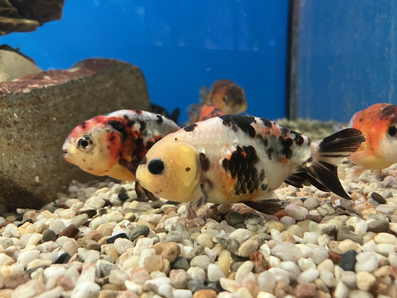 Büffelrücken - Carassius auratus "ranchu" Calico 5-7cm