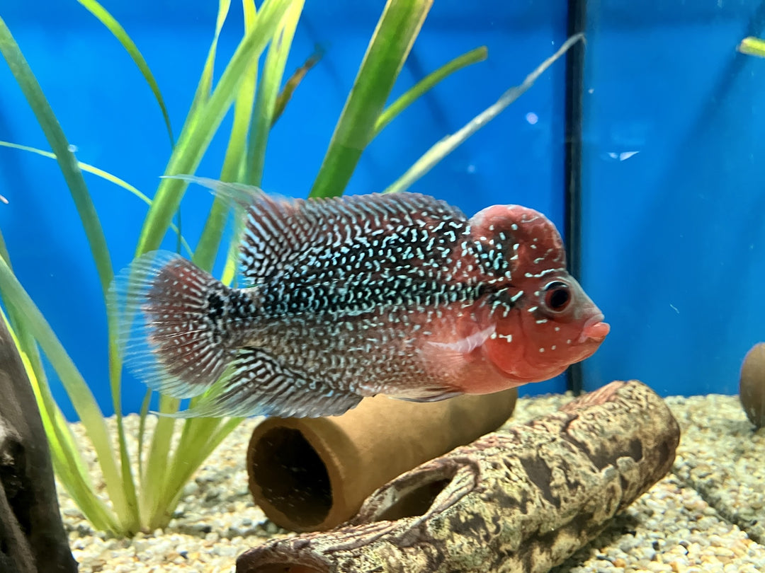 Flowerhorn - Cichlasoma sp.