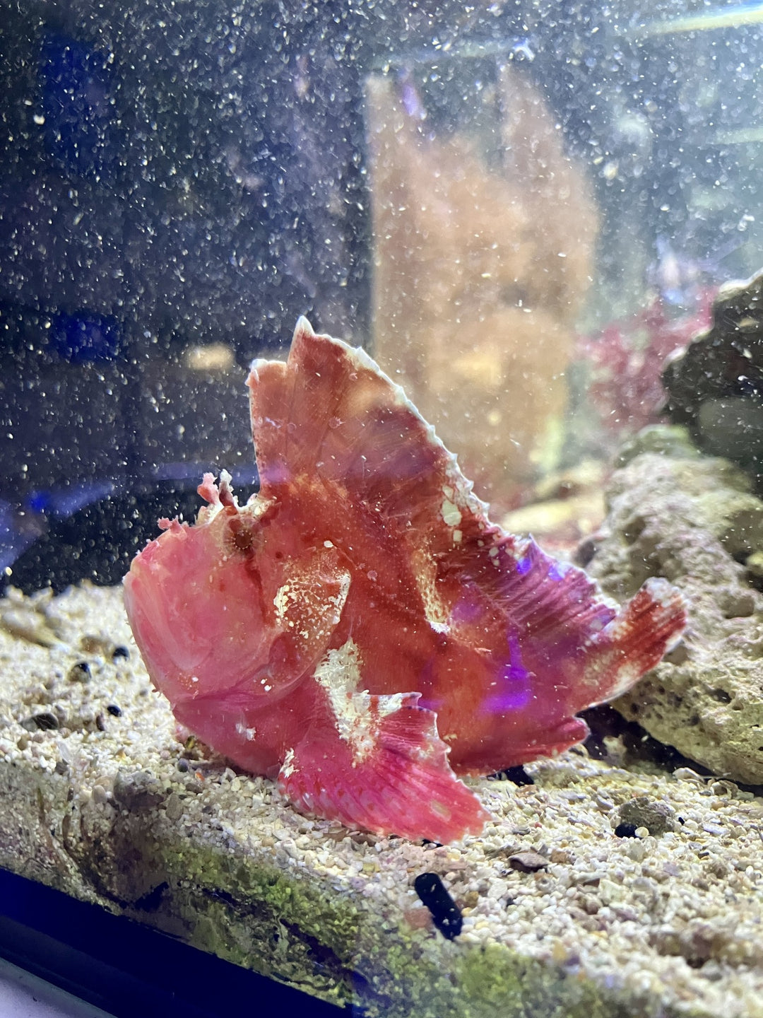 Schaukelfisch „rot/pink“ - Taenianotus triacanthus WYSIWYG