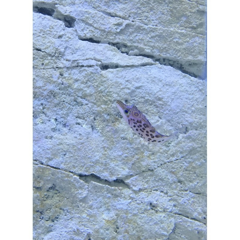 Leopardkugelfisch - Canthigaster leoparda