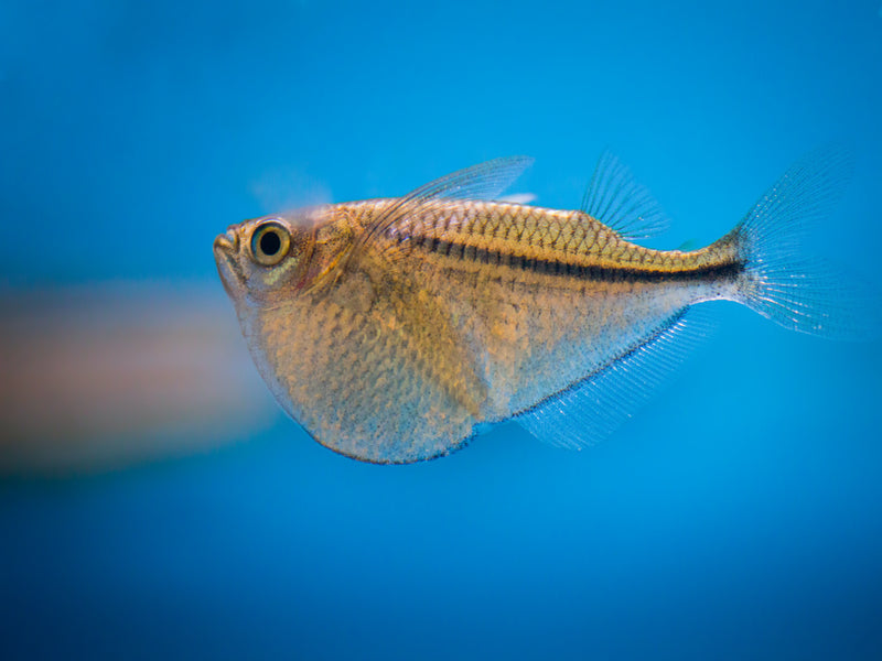 Glasbeilbauchfisch - Carnegiella myersi