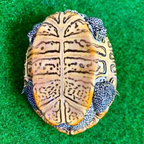 Diamantschildkröte - Malaclemys terrapin centrata "concentric" Originalfoto