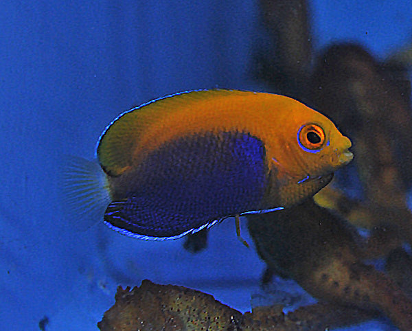 Orangerücken Zwergkaiserfisch - Centropyge acanthops