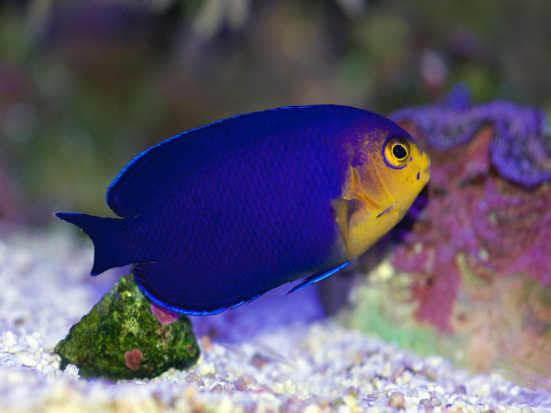Blauer Zwergkaiserfisch