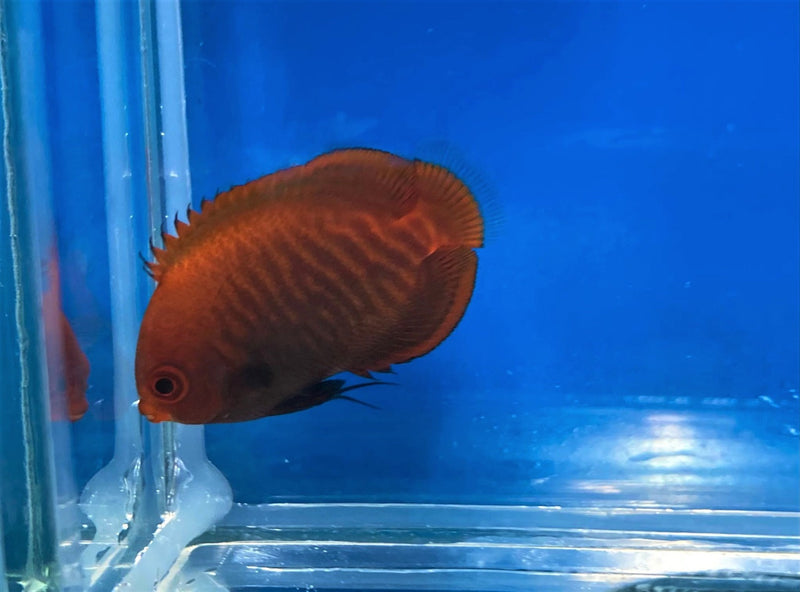 Goldstreifen Zwergkaiserfisch