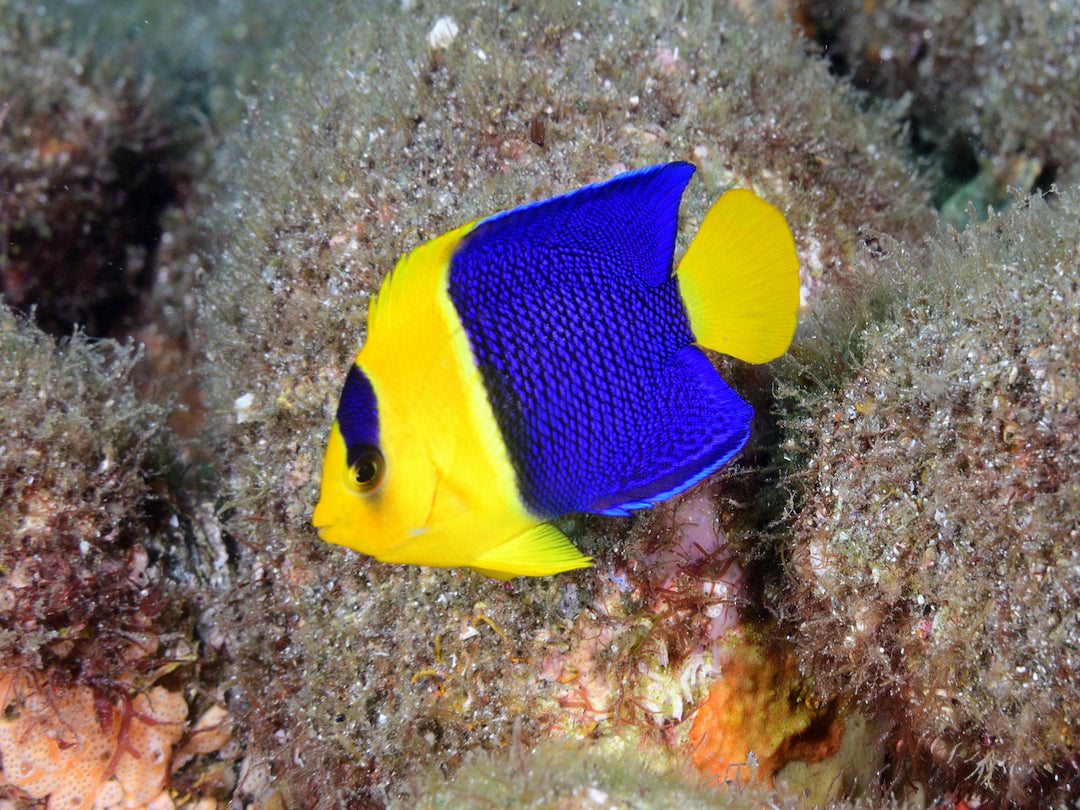 Blaugelber Zwergkaiserfisch - Centropyge bicolor (Melanesien)
