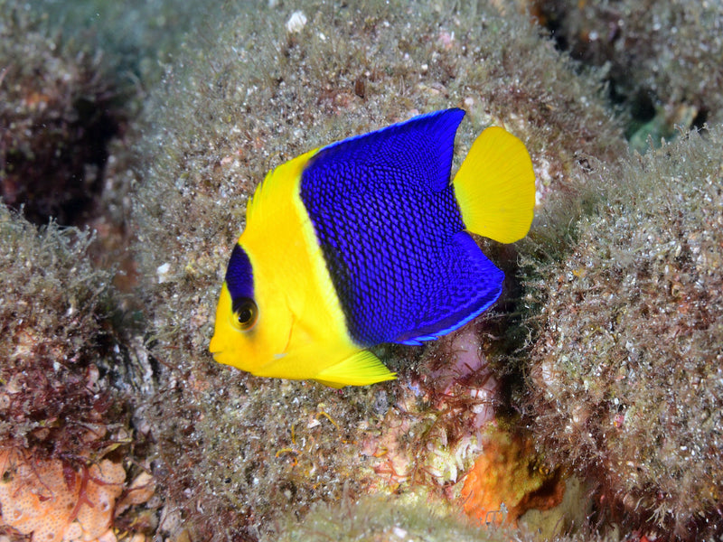 Blaugelber Zwergkaiserfisch - Centropyge bicolor (Melanesien)