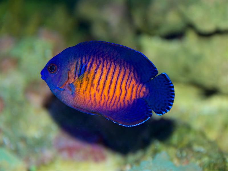 Streifen Zwergkaiserfisch - Centropyge bispinosa (Melanesien) PAAR