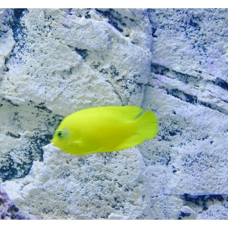 Heralds Zwergkaiserfisch