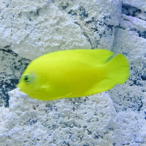 Heralds Zwergkaiserfisch - Centropyge heraldi