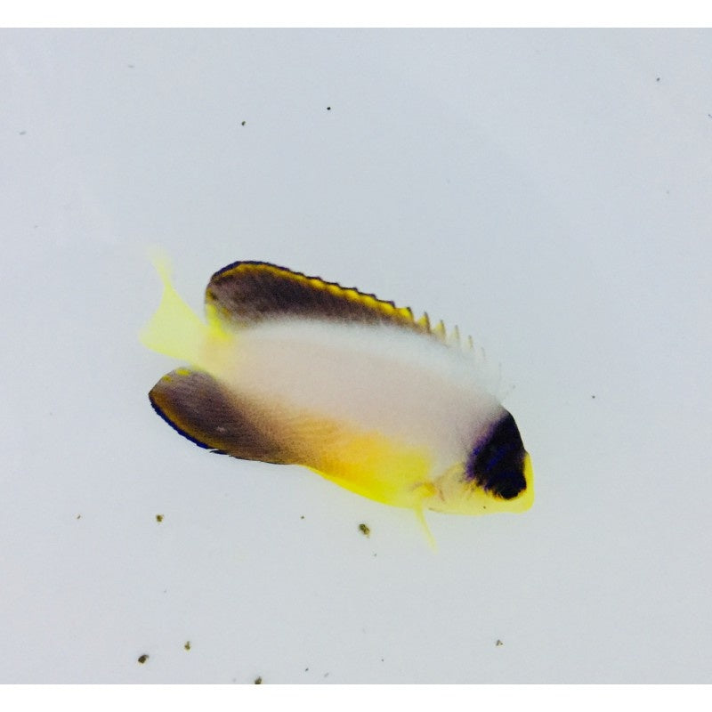 Vielfarben Zwergkaiserfisch - Centropyge multicolor