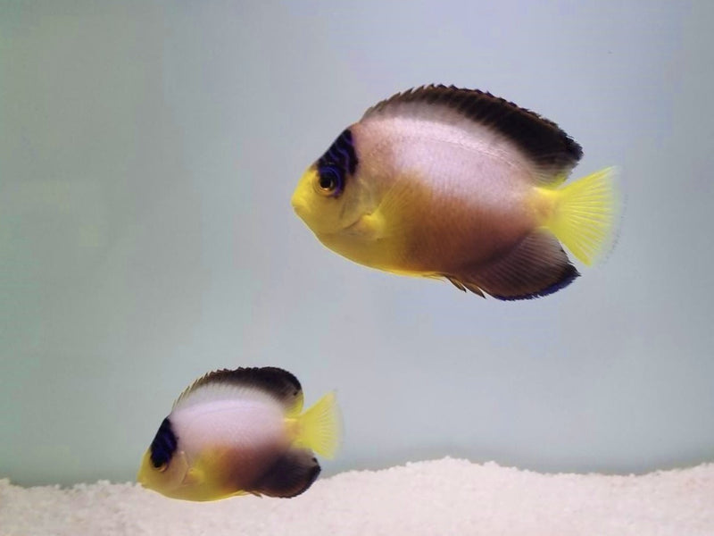 Vielfarben Zwergkaiserfisch - Centropyge multicolor "PAAR"