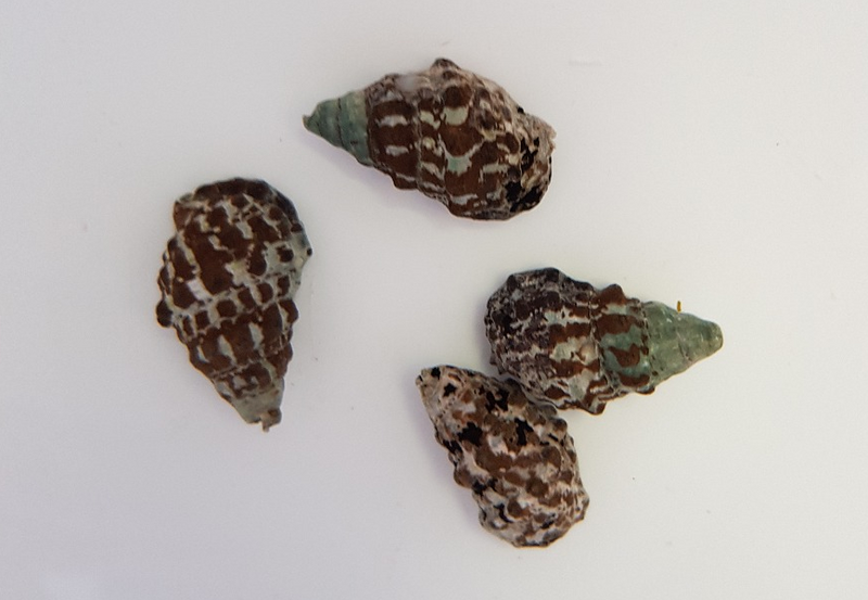 Nadelschnecke - Cerithium sp.