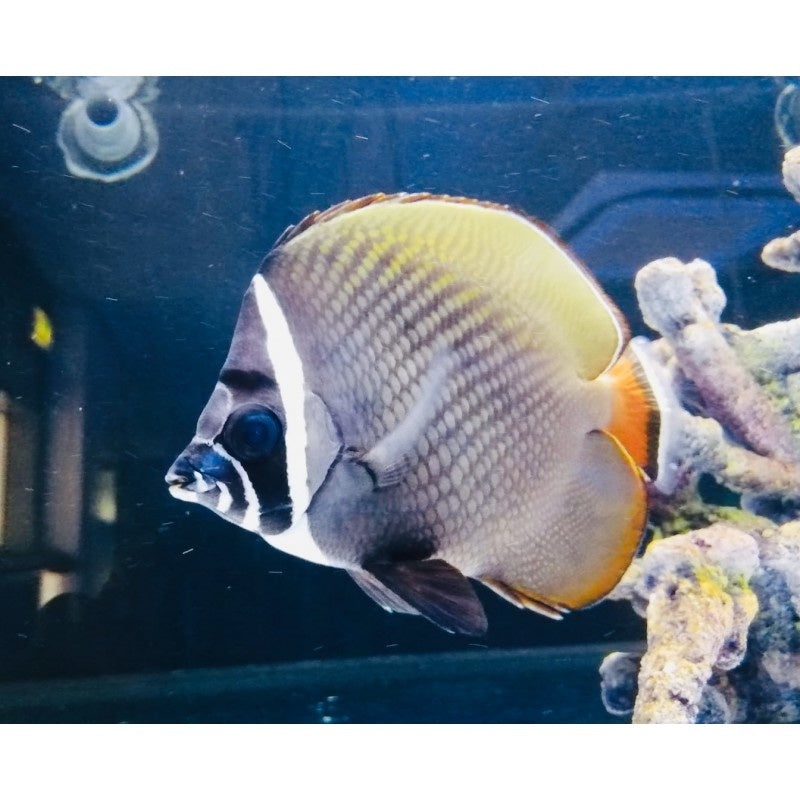 Halsband Falterfisch