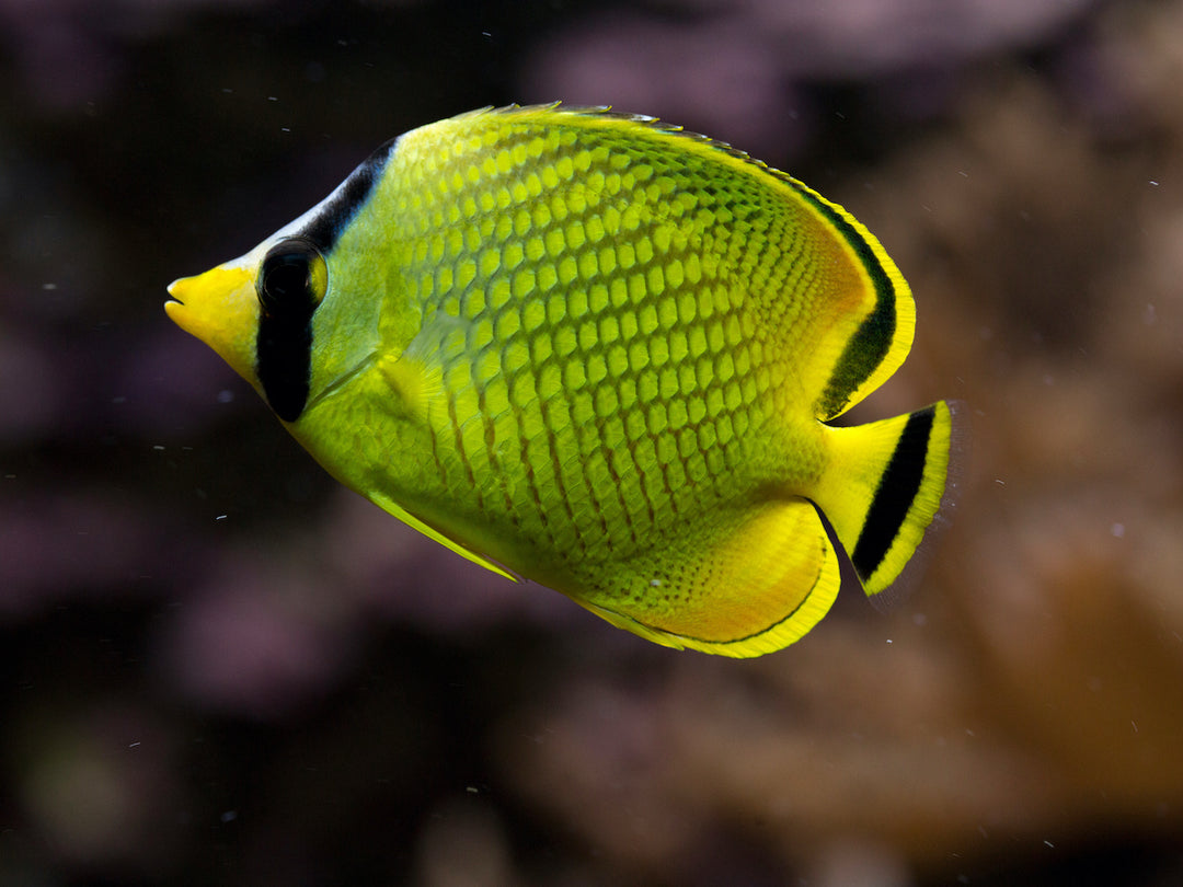 Großschuppen Falterfisch - Chaetodon rafflesii