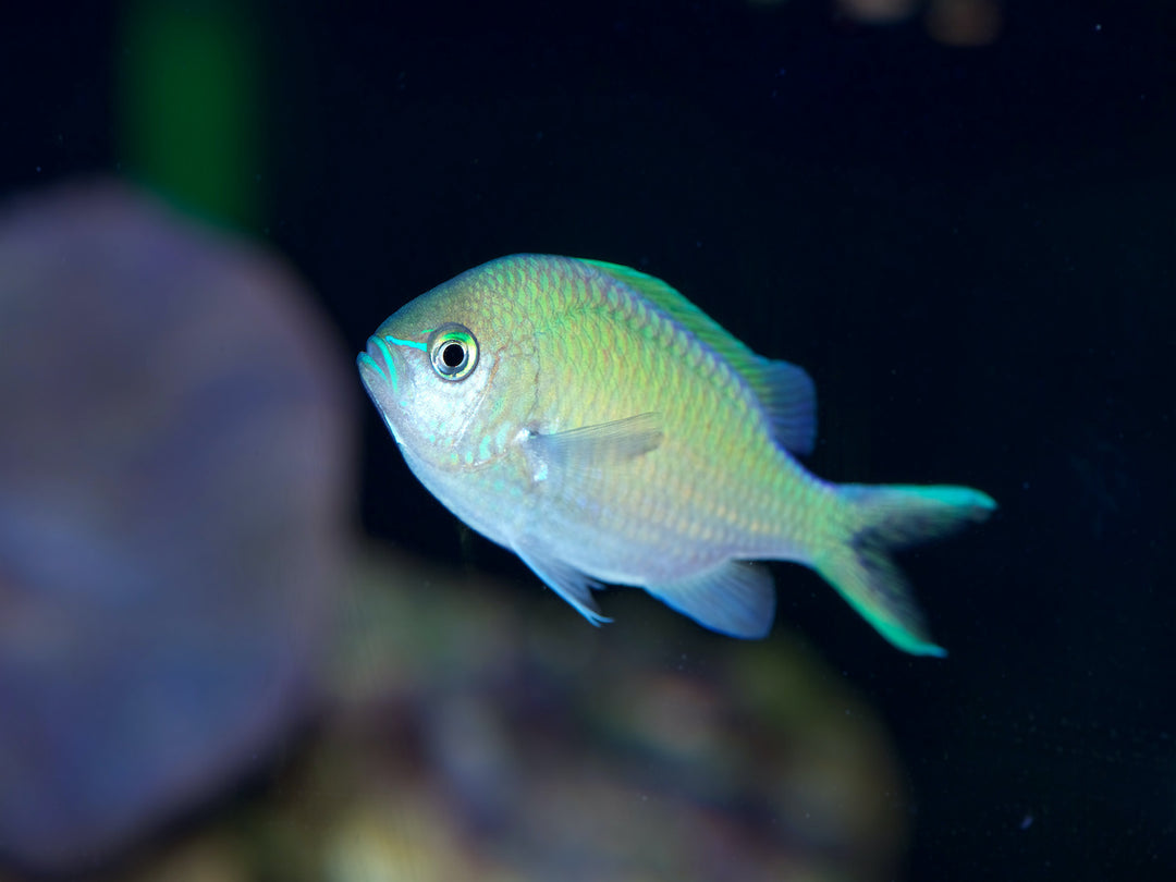 Grünes Schwalbenschwänzchen - Chromis viridis