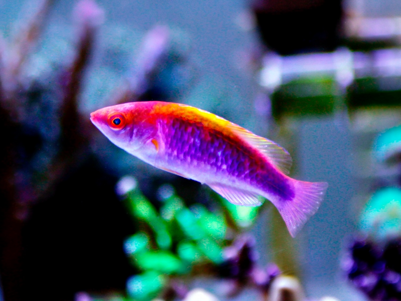Lubbocks Zwerglippfisch - Cirrhilabrus lubbocki