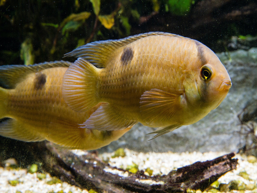 Maroni Buntbarsch - Cleithracara maronii