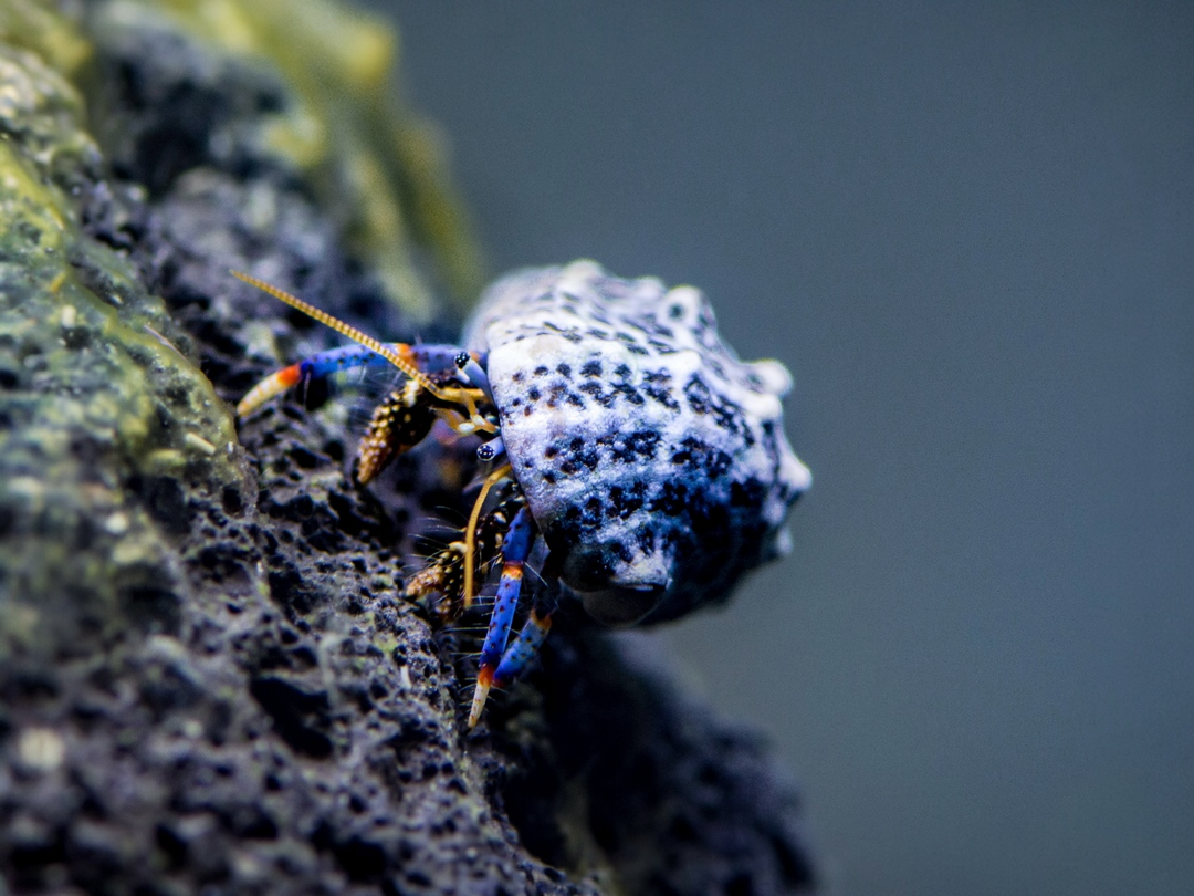 Blaubein Einsiedlerkrebs - Clibanarius tricolor