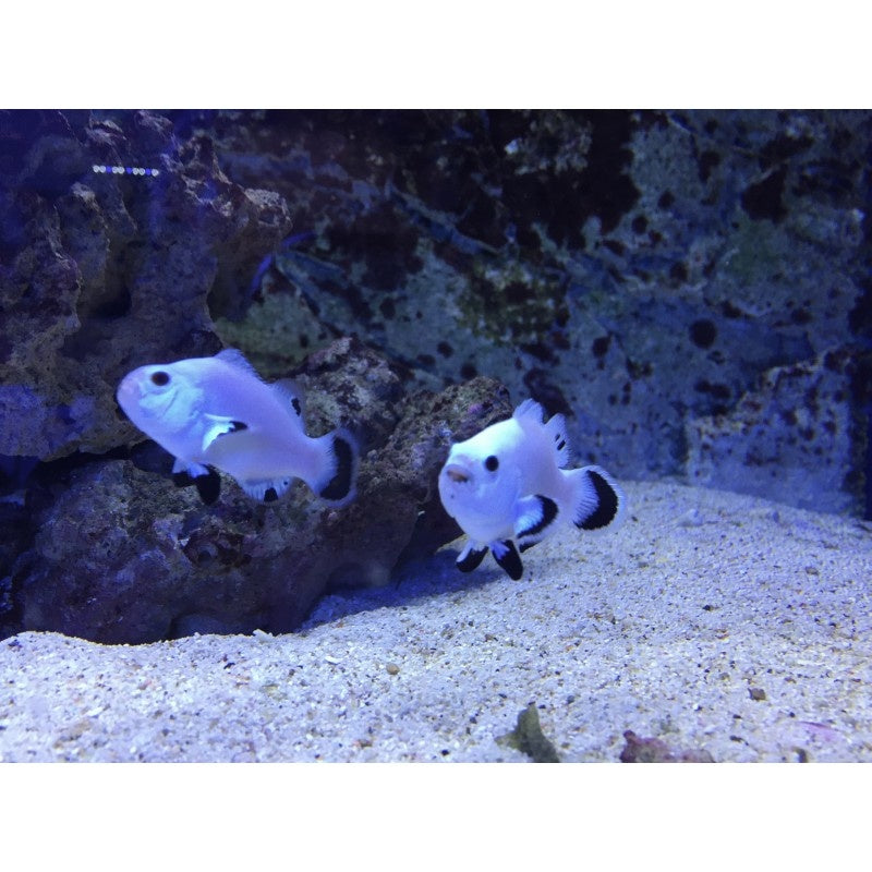 Falscher Clownfisch "Snow Storm"