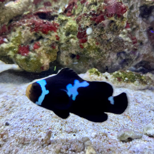 Falscher Clownfisch - Amphiprion ocellaris "Midnight Lightning"