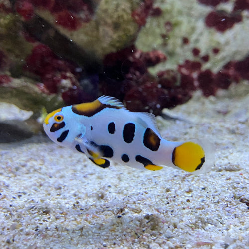 Falscher Clownfisch - Amphiprion ocellaris "Mocha Storm"