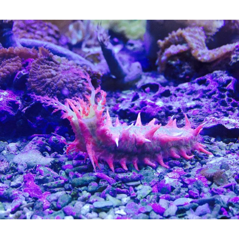 Kleine Warzenseewalze Pink - Colochirus crassus
