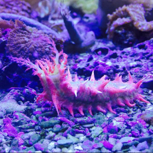 Kleine Warzenseewalze Pink - Colochirus crassus