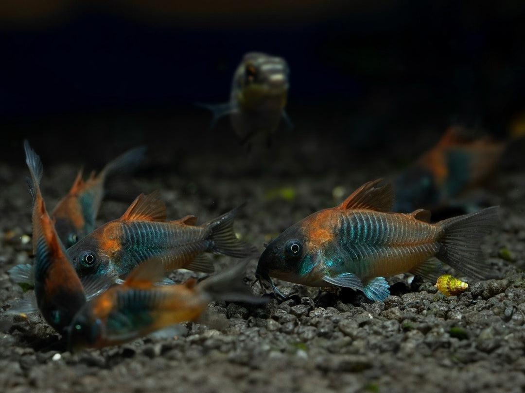 Oranger Venezuela Panzerwels - Corydoras aeneus "Orange Venezuela"