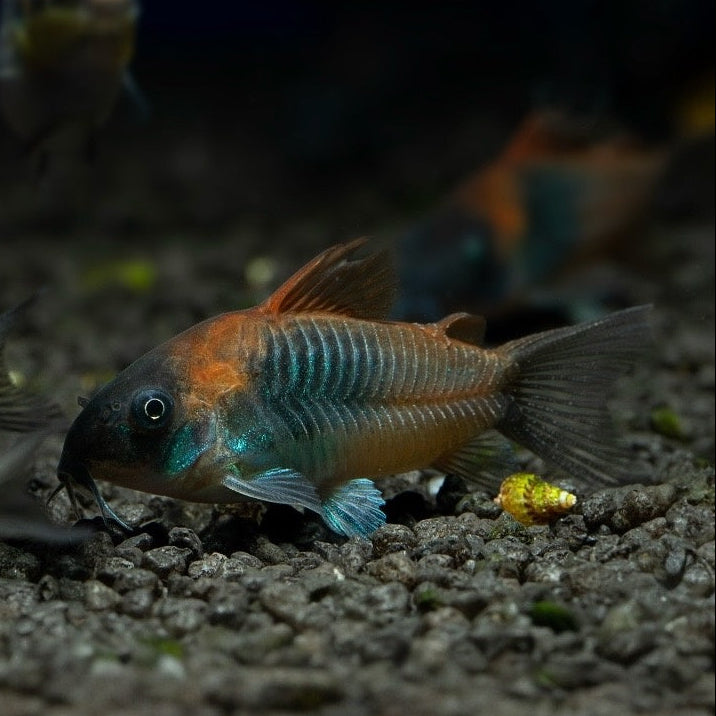 Oranger Venezuela Panzerwels - Corydoras aeneus "Orange Venezuela"