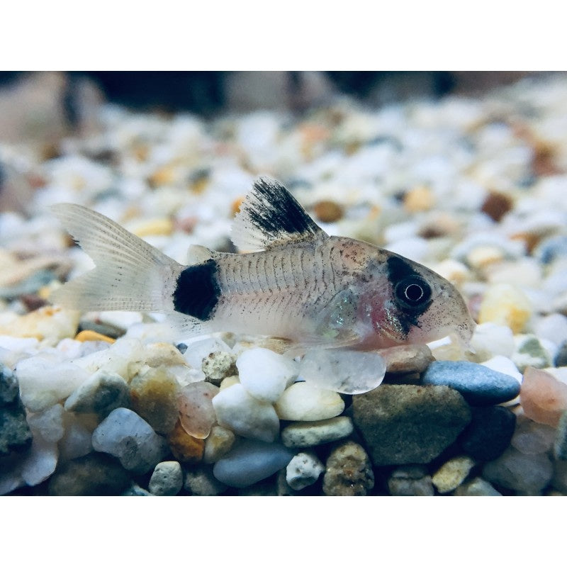 Panda Panzerwels - Corydoras panda