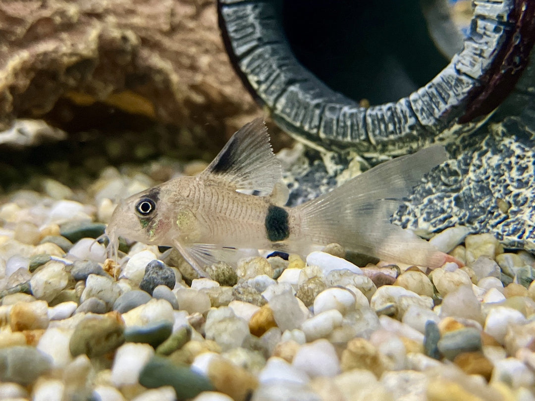 Panda Panzerwels - Corydoras panda "Schleier"