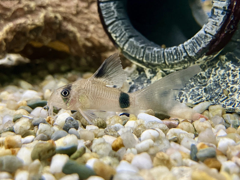 Panda Panzerwels - Corydoras panda "Schleier"