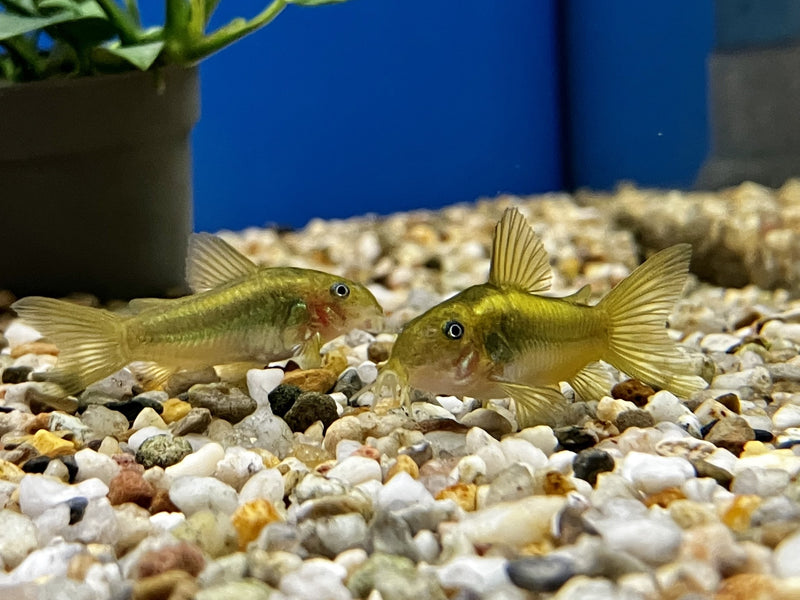 Panzerwels - Corydoras sp. "Green Laser"