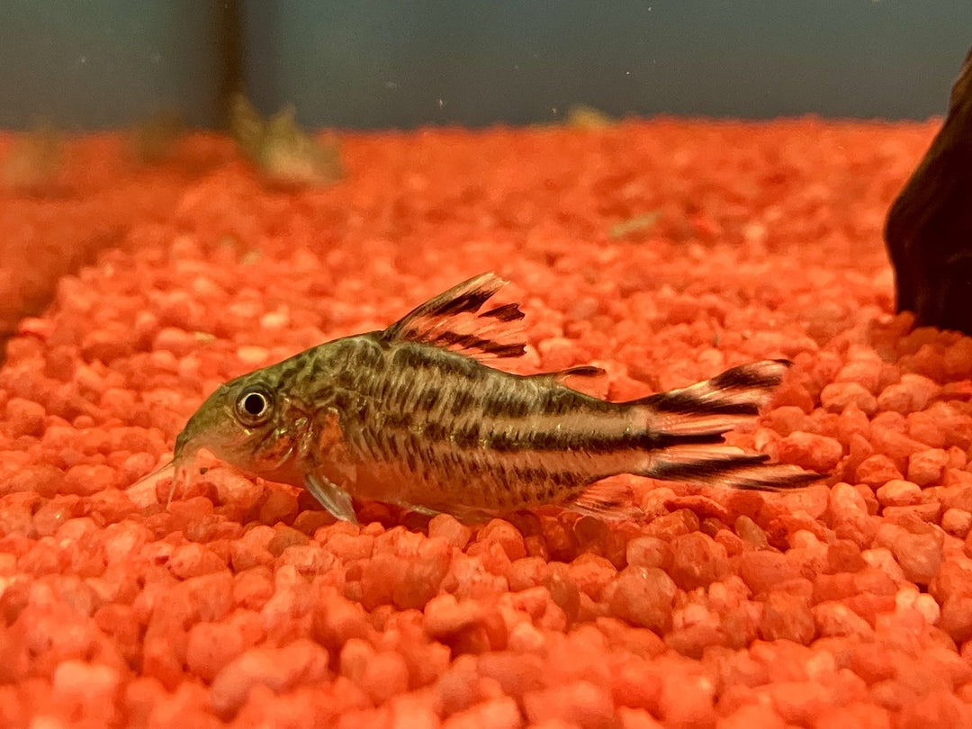 Flaggenschwanz Panzerwels   - Corydoras robineae