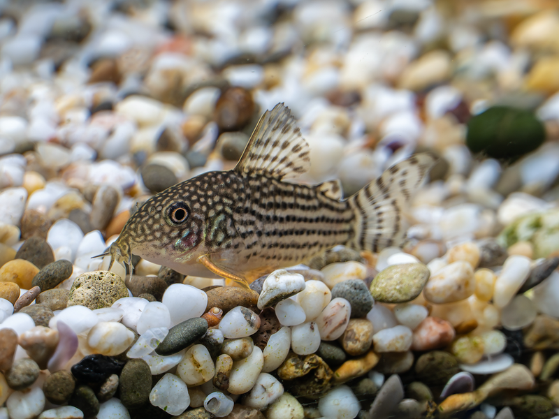 Orangeflossen Panzerwels - Corydoras sterbai