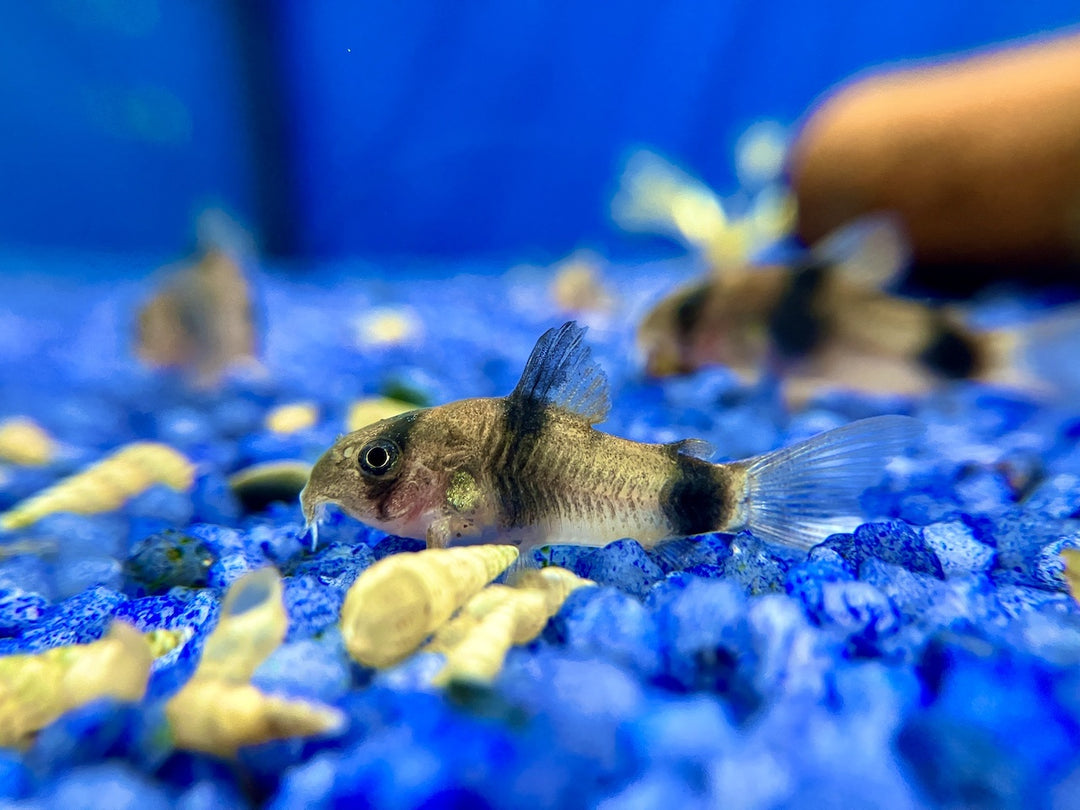 Weitzmans Panzerwels - Corydoras weitzmani