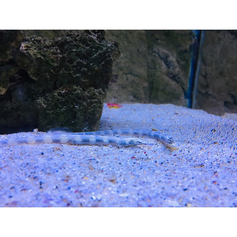 Drachenkopf Seenadel - Corythoichthys intestinalis