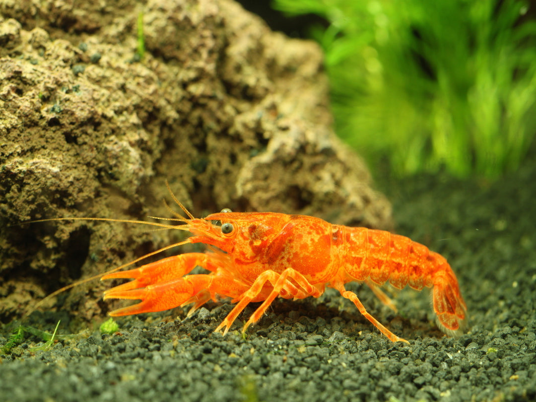 Oranger Zwergflußkrebs (CPO) - Cambarellus patzcuarensis "Orange"
