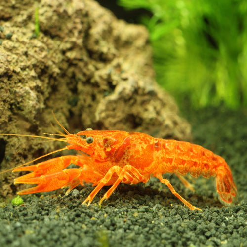 Oranger Zwergflußkrebs (CPO) - Cambarellus patzcuarensis "Orange"