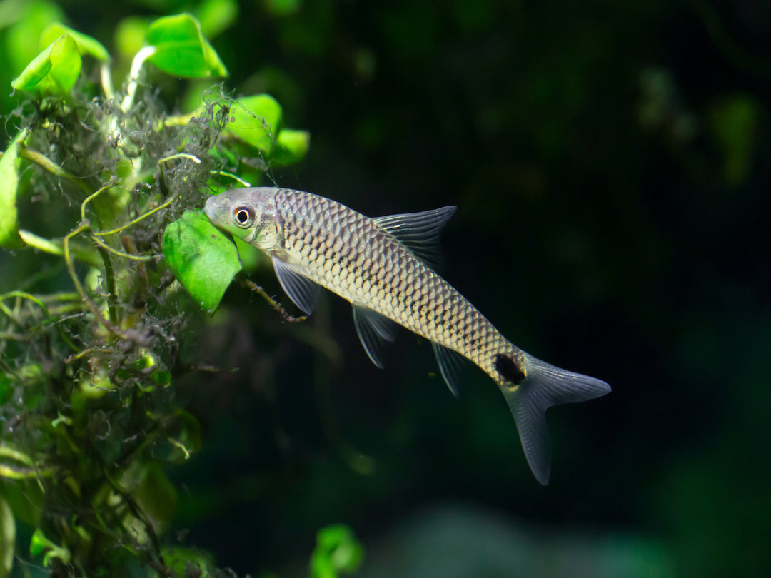 Netzpinselalgenfresser - Crossocheilus reticulatus