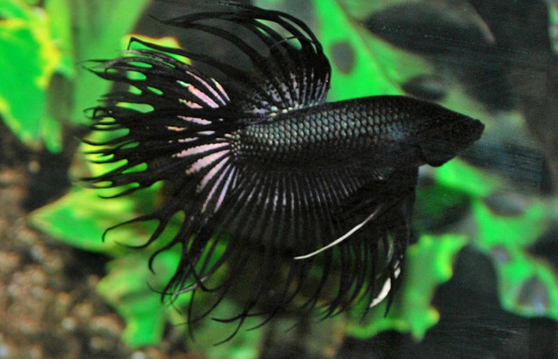Kampffisch Männchen - Betta splendens "Crowntail schwarz"