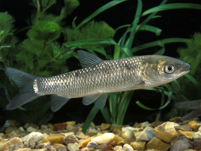 Graskarpfen (Amur) - Ctenopharyngodon idella