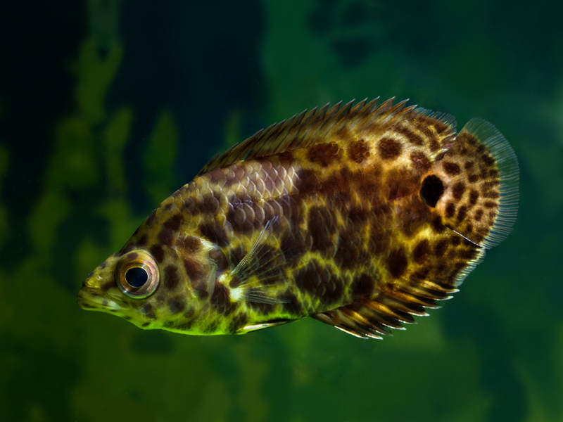 Leopard Buschfisch - Ctenopoma acutirostre